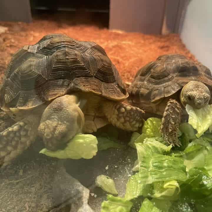 Sulcata Tortoise Growth Rate How Fast They Grow? The Turtle Hub