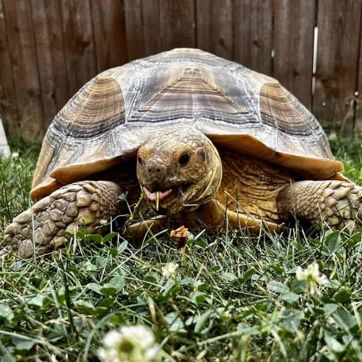 Sulcata Tortoise Growth Rate How Fast They Grow? The Turtle Hub