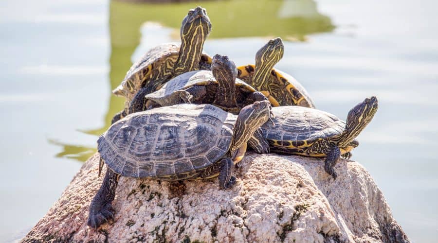 Gender Balance in Coral Sea Turtle Hatchlings Sparks Hope for Species ...