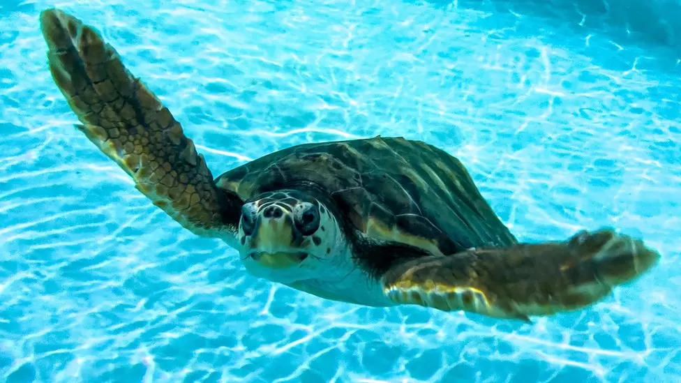 Remembering Nimbus North Carolina Aquarium Honors Beloved Loggerhead