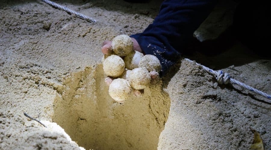 Can You Eat Turtle Eggs? The Turtle Hub