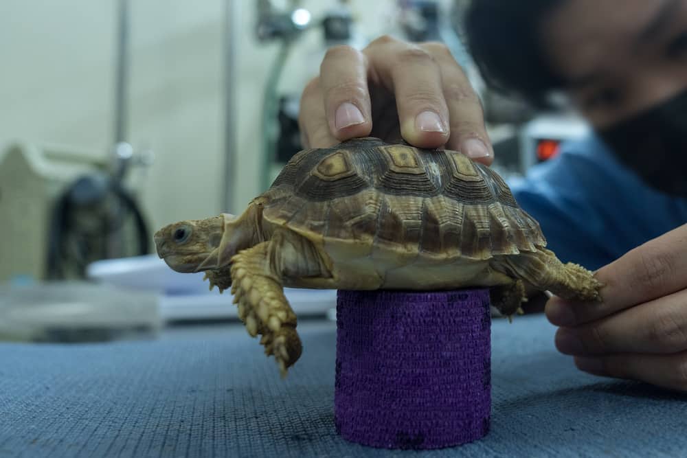 Turtles are Exotic Pets. Sulcata Tortoise or African spurred tortoise are walking on the table in the veterinary examination room.