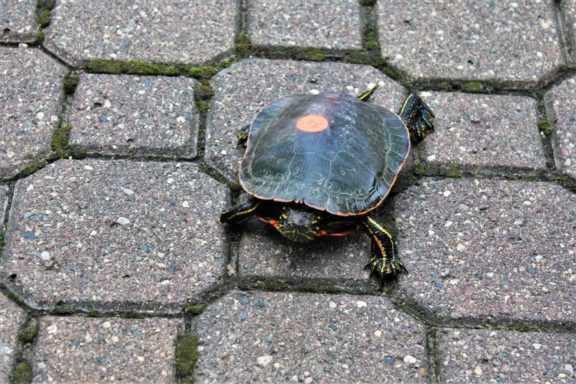 Turtle Races Make a Splash Perham’s Favorite Tradition Returns in 2024