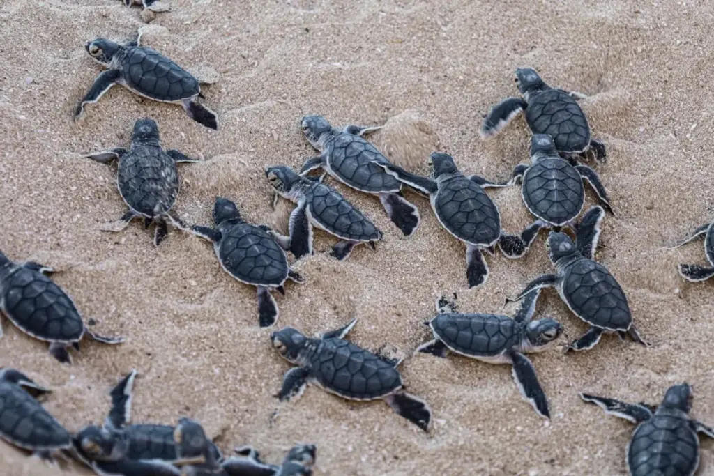 Tiny turtles take up residence at Oregon Zoo for summer growth spurt