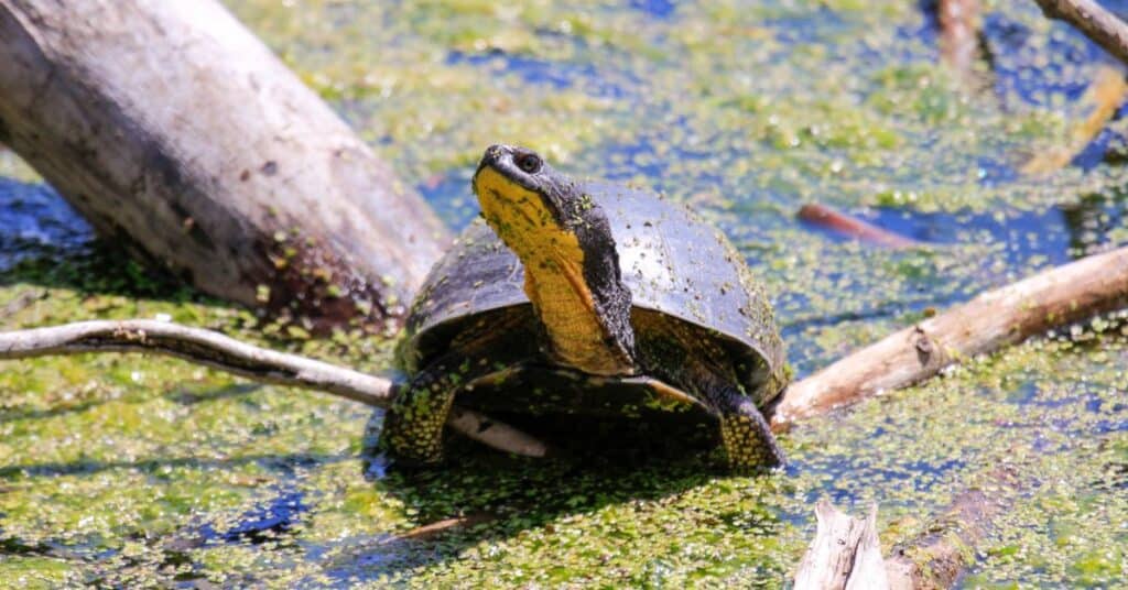 blanding's turtle on a marshland