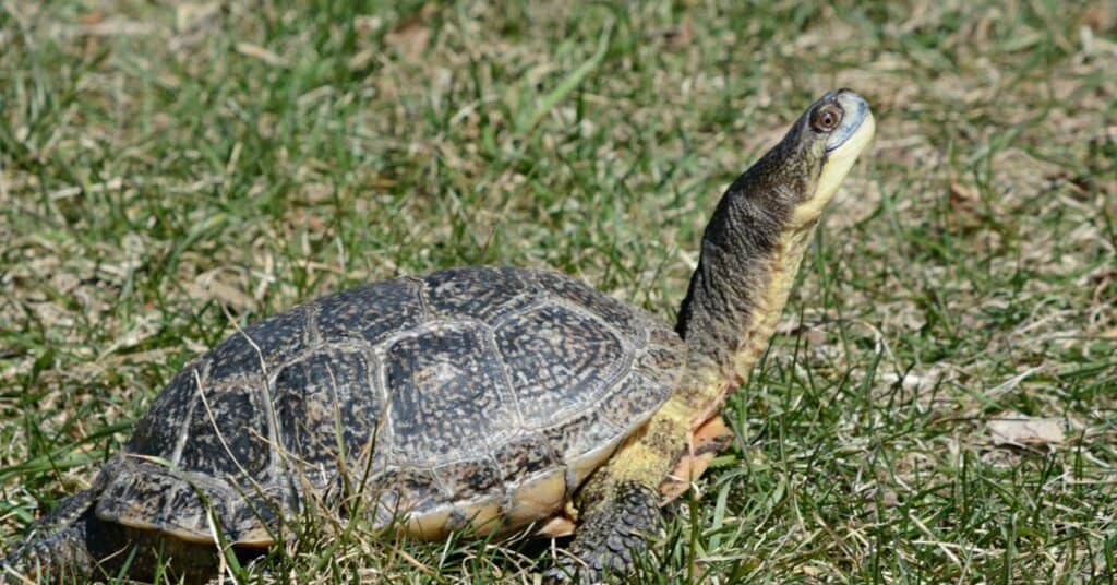 blanding's turtle sitting on meadow