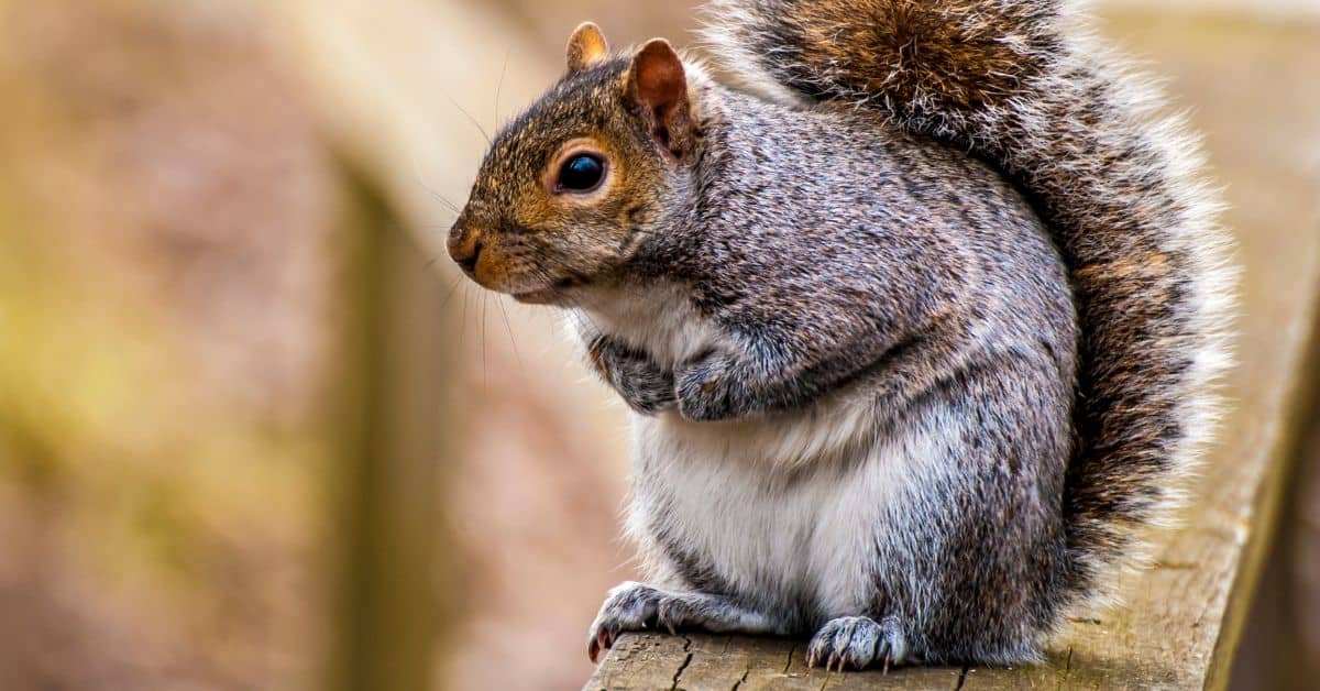 Do Squirrels Eat Turtle Eggs? The Turtle Hub