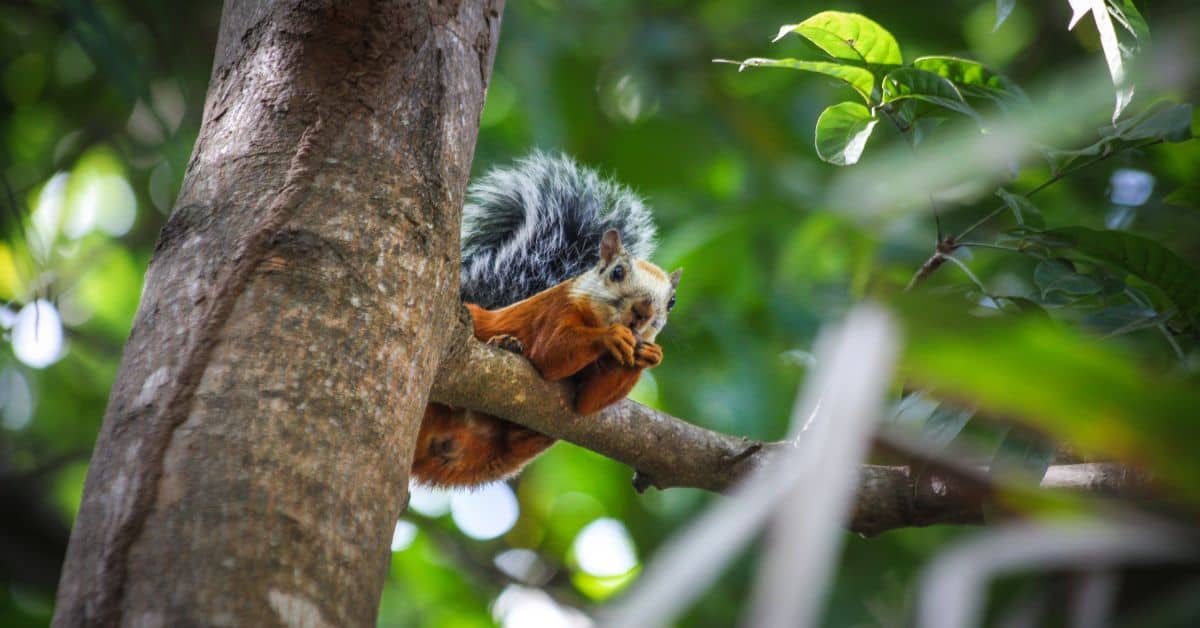 Do Squirrels Eat Turtle Eggs? The Turtle Hub