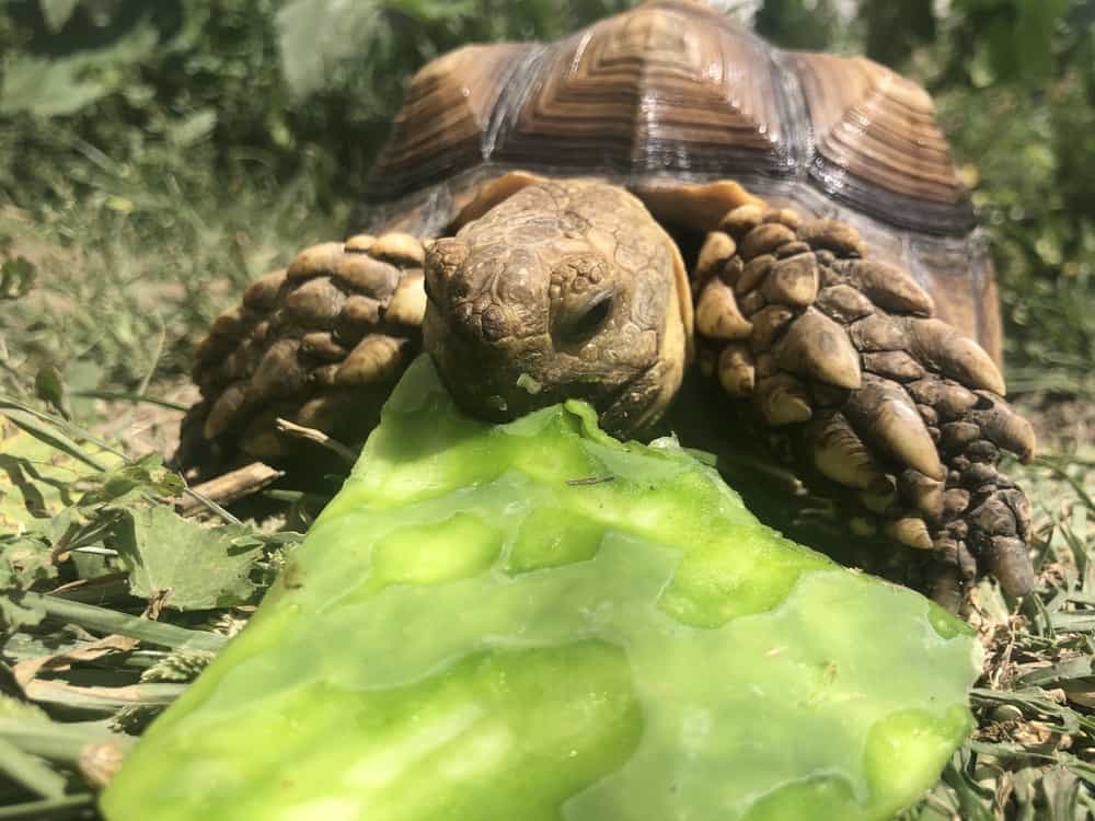 tortoise eating plant
