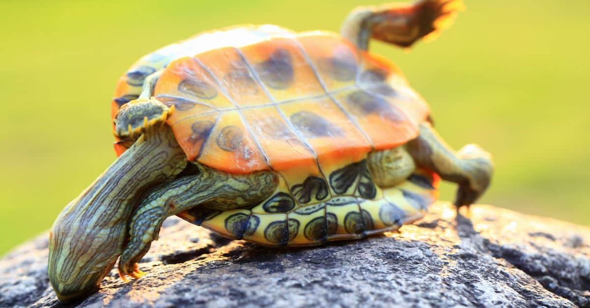 How Much Does Turtle Food Cost? The Turtle Hub