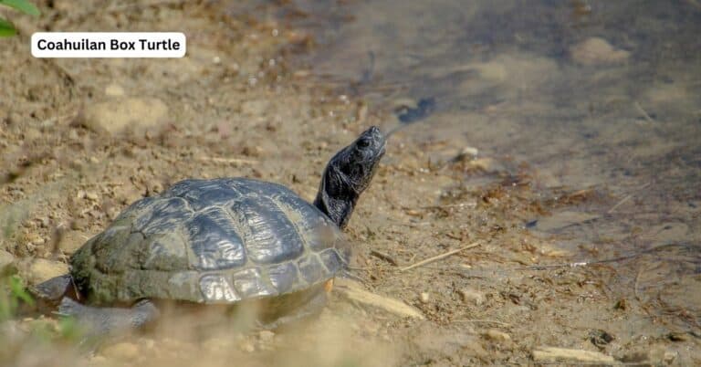 Coahuilan box turtle in desert spring water in Coahuila Mexico