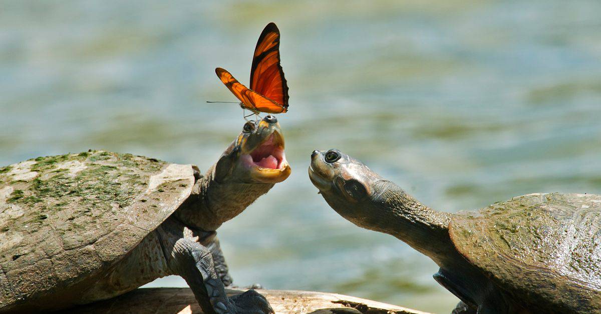 Do Butterflies Clean Turtles Eyes
