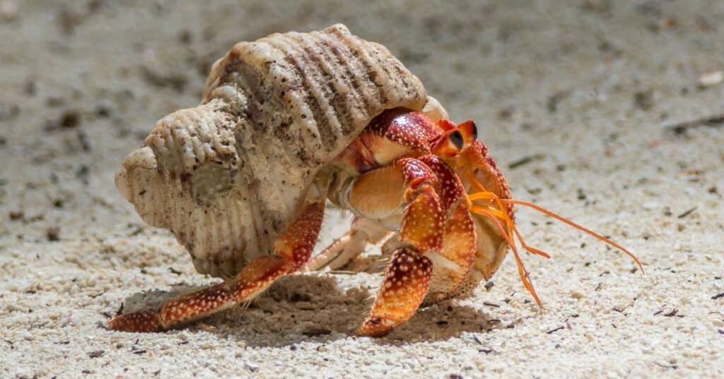 Do Crabs Eat Baby Turtles? (Predatory Crabs Vs. Baby Turtles) The