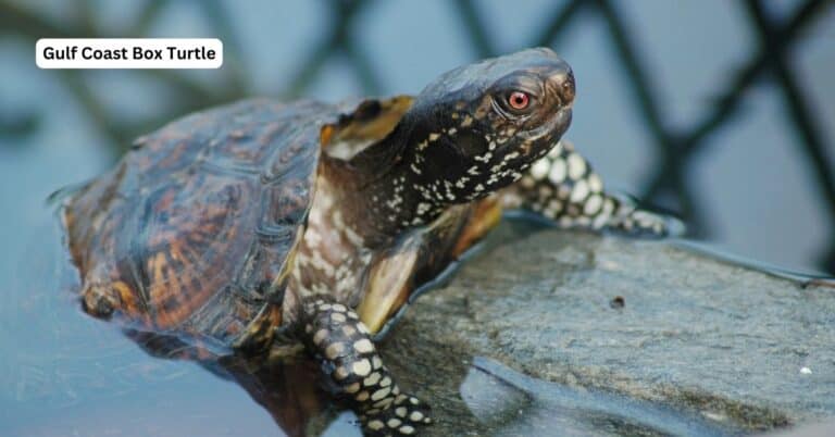 Gulf Coast box turtle with dark brown flared shell edges near water
