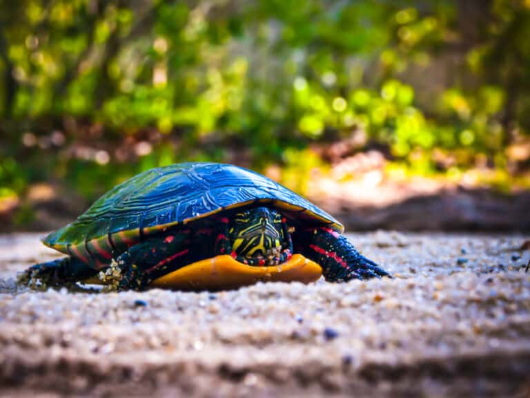 Why Do Turtles Have Shells? – The Turtle Hub