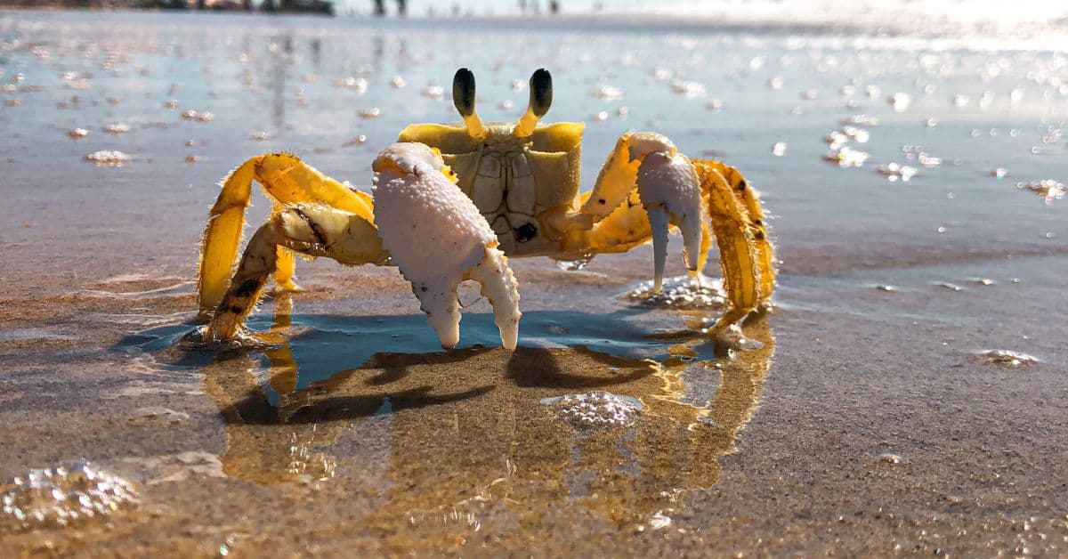 Do Crabs Eat Baby Turtles? (Predatory Crabs Vs. Baby Turtles) The