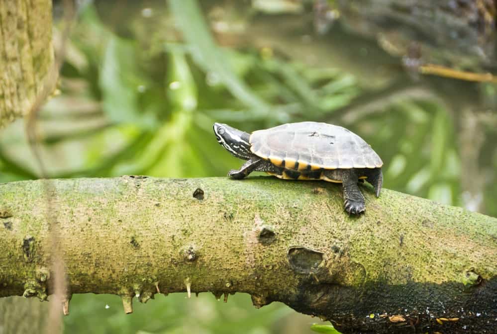 Do Turtles Sleep In Their Shell? The Turtle Hub