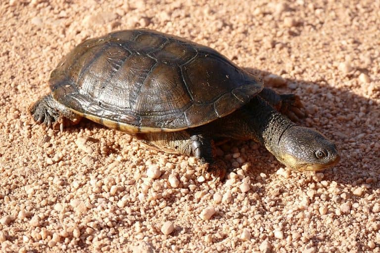 Acanthochelys macrocephala (Pantanal swamp turtle)