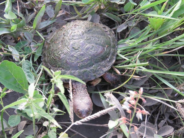 Acanthochelys pallidipectoris (Chaco Side-Necked Turtle)