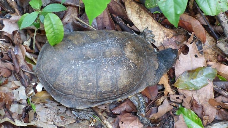 Acanthochelys radiolata (Brazilian Radiolated Swamp Turtle)