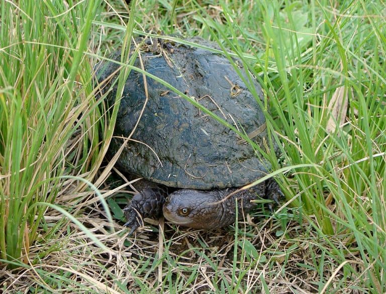 Acanthochelys spixii (Spix’s Sideneck Turtle)