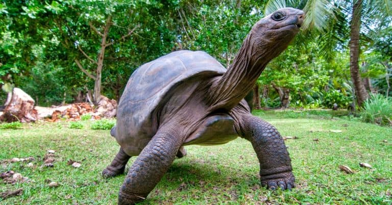 Geochelone gigantea (Aldabra Giant Tortoise)