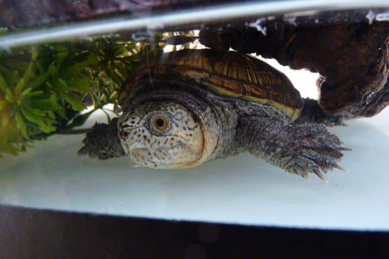 Claudius angustatus (Narrow-Bridged Musk Turtle)
