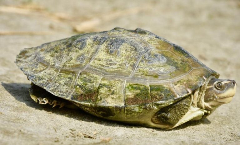 Batagur dhongoka (Three-striped Roofed Turtle)