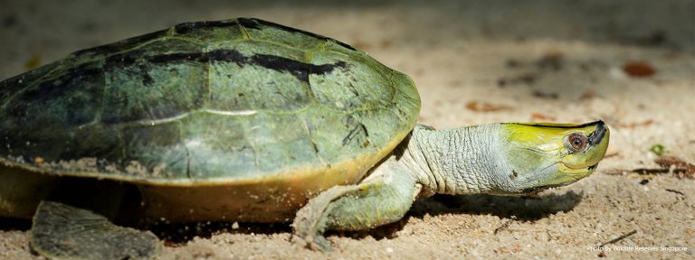 Batagur trivittata (Burmese Roofed Turtle)