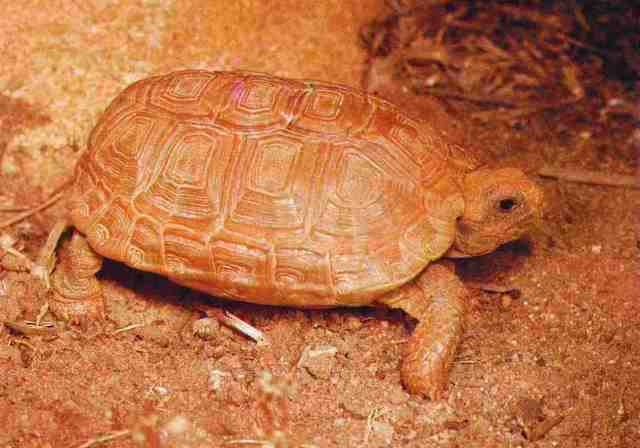 Chersobius boulengeri (Boulenger’s Cape tortoise)