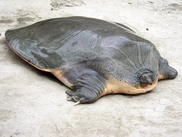 Chitra indica (Indian narrow-headed softshell turtle)