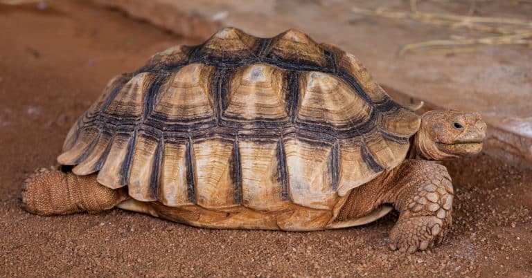 Astrochelys yniphora (Ploughshare Tortoise)