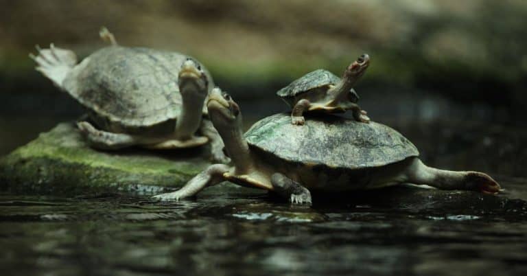 Batagur affinis (Southern River Terrapin)