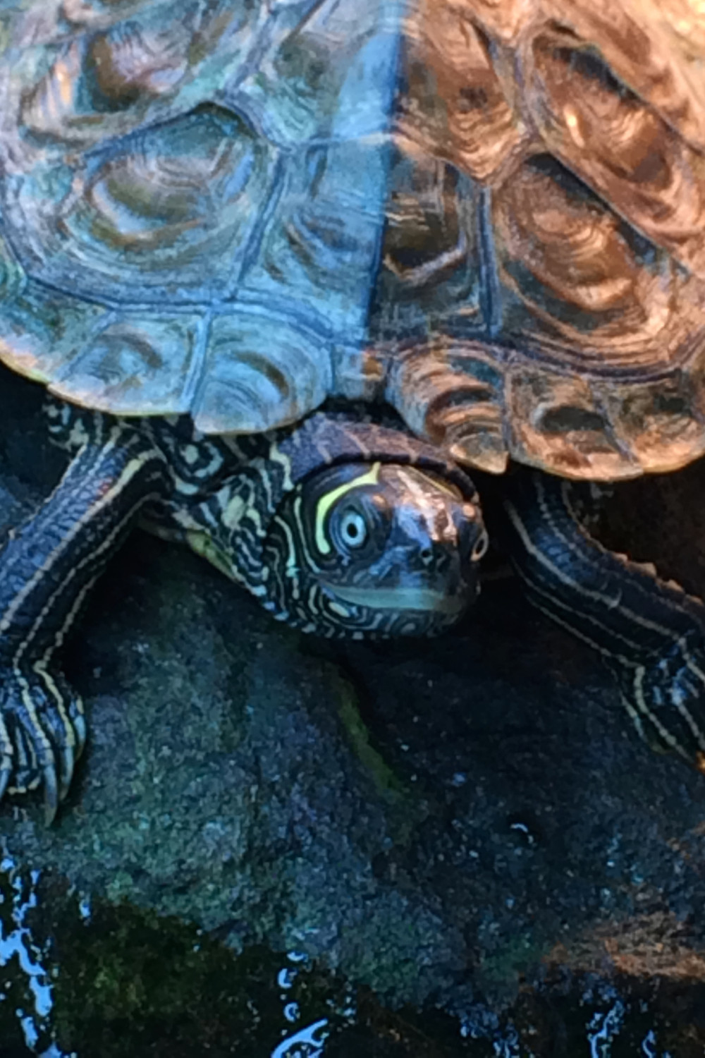 A young Mississippi map turtle swimming in a tank