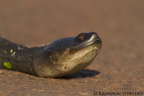 Chelodina ipudinapi (Ipudinapi Snake-necked Turtle)