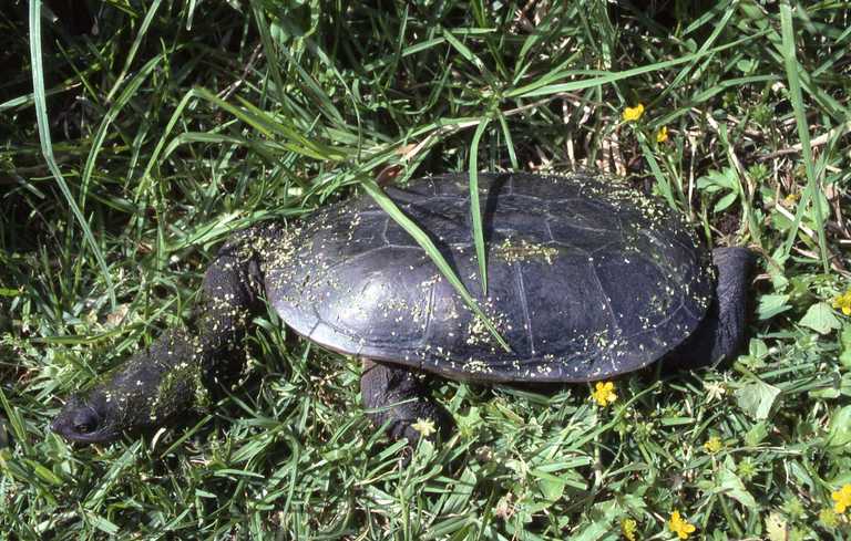 Chelodina oblonga (Northern snake-necked turtle)