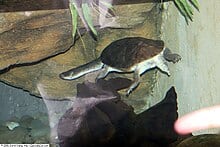 Chelodina parkeri (Parker’s Snake-necked Turtle)
