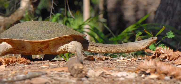 Chelodina expansa (Broad-shelled river turtle)