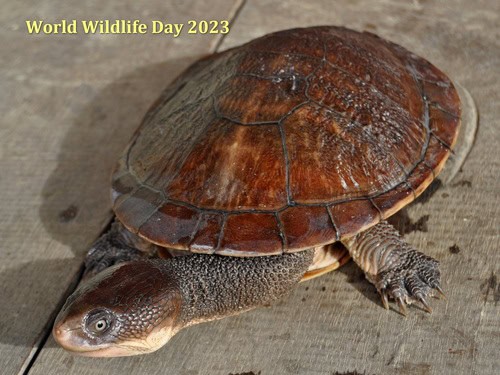 Chelodina gunaleni (Gunaleni’s Snake-necked Turtle)