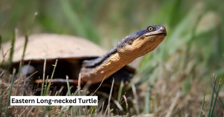 Chelodina longicollis (Eastern Long-necked Turtle)