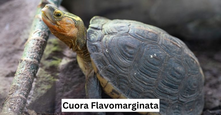 Cuora flavomarginata (Chinese box turtle)