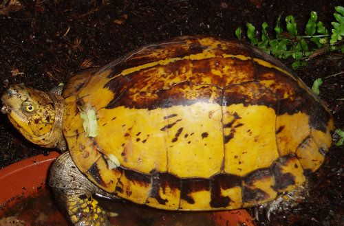 Cuora galbinifrons (Indochinese Box Turtle)