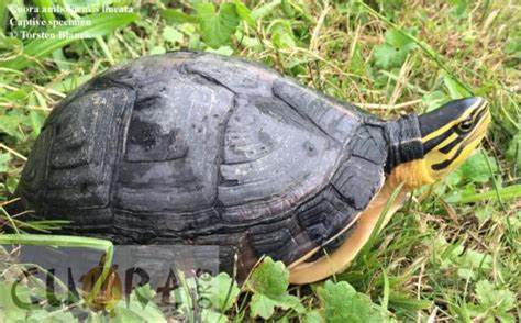 Cuora lineata (Burmese box turtle)