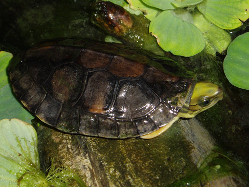 Cuora aurocapitata (Golden-headed Box Turtle)