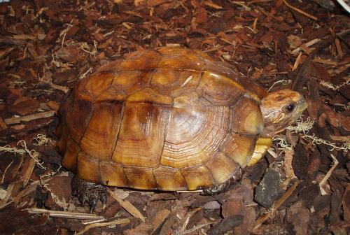 Cuora mouhotii (Keeled Box Turtle)