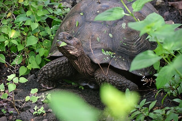 Chelonoidis donfaustoi (Eastern Santa Cruz Tortoise)