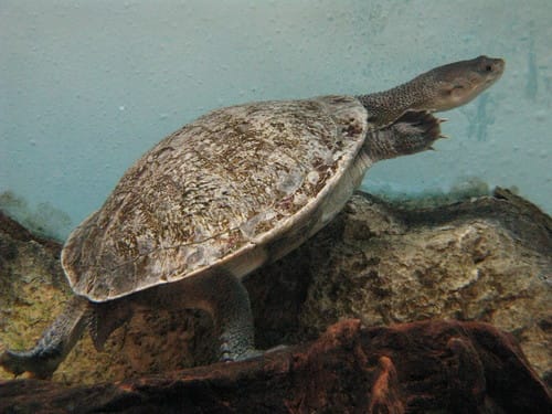 Chelodina pritchardi (Pritchard’s Snake-necked Turtle)