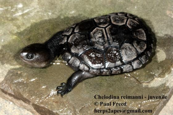 Chelodina reimanni (Reimann’s Snake-necked Turtle)