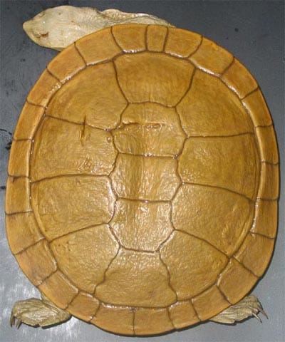 Chelodina steindachneri (Steindachner’s Turtle)