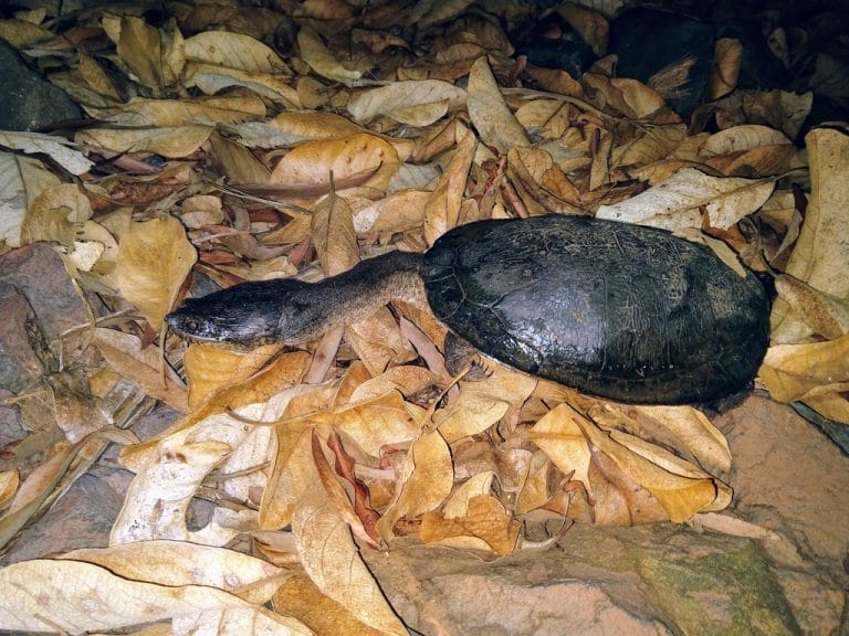 Chelodina walloyarrina (Walloyarrina Snake-necked Turtle)